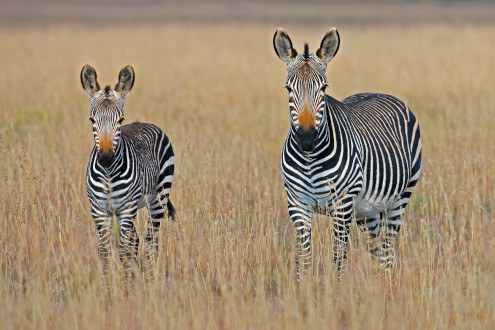 Two zebras